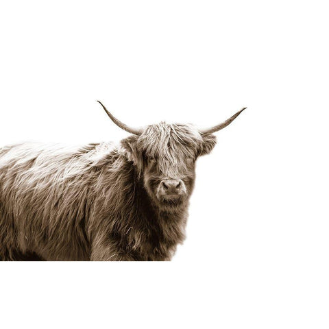 Highland Portrait White Modern Wood Framed Art Print by Quillen, Donnie