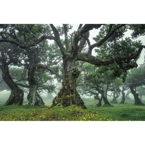 Enchanted Forest I Gold Ornate Wood Framed Art Print with Double Matting by Podt, Martin