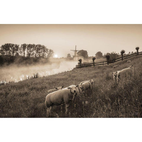 Grazing Sheep Black Modern Wood Framed Art Print with Double Matting by Podt, Martin