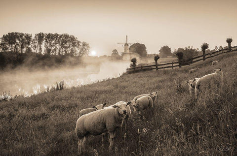 Grazing Sheep White Modern Wood Framed Art Print with Double Matting by Podt, Martin