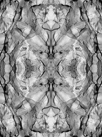 Black and white of quiver tree bark abstract Black Ornate Wood Framed Art Print with Double Matting by Jaynes Gallery