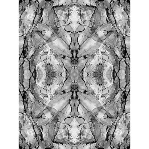 Black and white of quiver tree bark abstract Gold Ornate Wood Framed Art Print with Double Matting by Jaynes Gallery