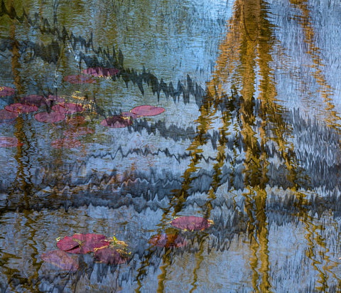Lily pond reflection abstract White Modern Wood Framed Art Print with Double Matting by Jaynes Gallery