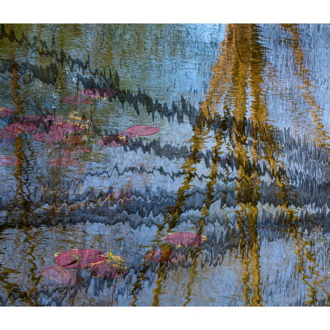 Lily pond reflection abstract Black Modern Wood Framed Art Print with Double Matting by Jaynes Gallery