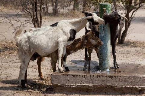 Botswana, Tsodilo Hills Goats drinking from pump White Modern Wood Framed Art Print with Double Matting by Kaveney, Wendy