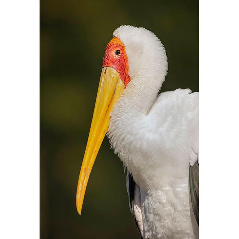 Yellow-billed stork-Masai Mara-Kenya-Africa Gold Ornate Wood Framed Art Print with Double Matting by Jones, Adam