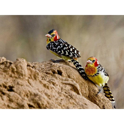 Kenya Red-and-yellow barbet birds on dirt Gold Ornate Wood Framed Art Print with Double Matting by Williams, Joanne
