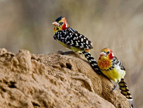 Kenya Red-and-yellow barbet birds on dirt White Modern Wood Framed Art Print with Double Matting by Williams, Joanne
