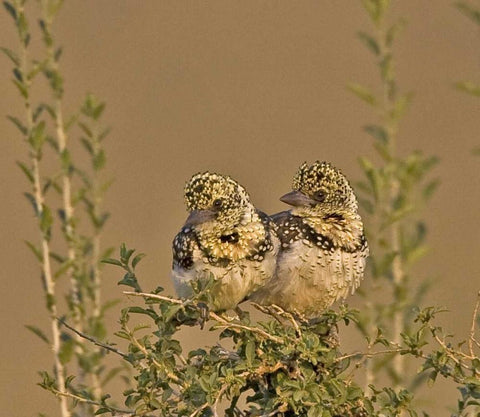 Kenya Red-yellow barbets perched on tree limb Black Ornate Wood Framed Art Print with Double Matting by Williams, Joanne