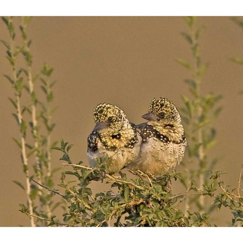 Kenya Red-yellow barbets perched on tree limb Gold Ornate Wood Framed Art Print with Double Matting by Williams, Joanne