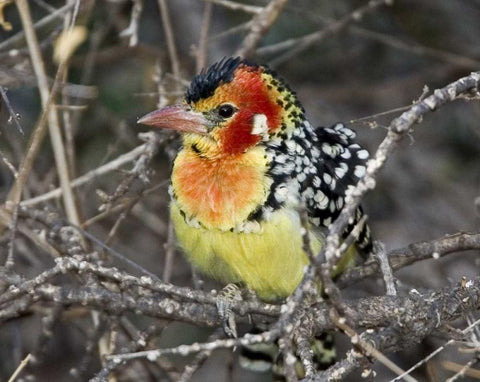 Kenya Red and yellow barbet perched on tree limb White Modern Wood Framed Art Print with Double Matting by Williams, Joanne