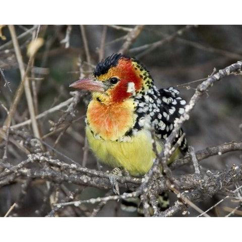 Kenya Red and yellow barbet perched on tree limb Gold Ornate Wood Framed Art Print with Double Matting by Williams, Joanne