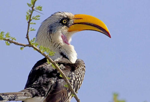 Kenya Profile of yellow-billed hornbill bird Black Ornate Wood Framed Art Print with Double Matting by Williams, Joanne