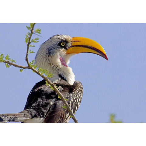 Kenya Profile of yellow-billed hornbill bird Gold Ornate Wood Framed Art Print with Double Matting by Williams, Joanne