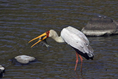 Kenya, Masai Mara Yellow-billed stork with prey Black Ornate Wood Framed Art Print with Double Matting by Williams, Joanne