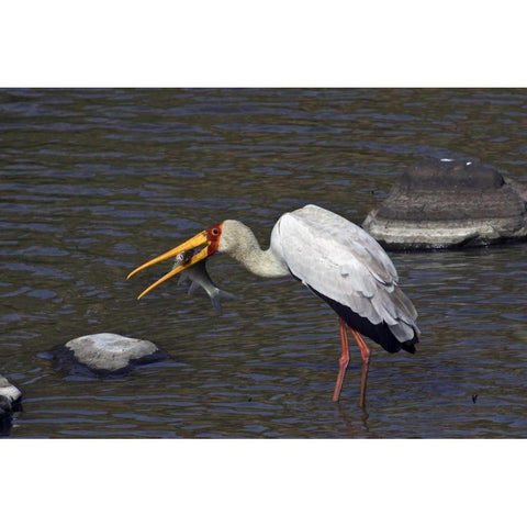 Kenya, Masai Mara Yellow-billed stork with prey Black Modern Wood Framed Art Print with Double Matting by Williams, Joanne