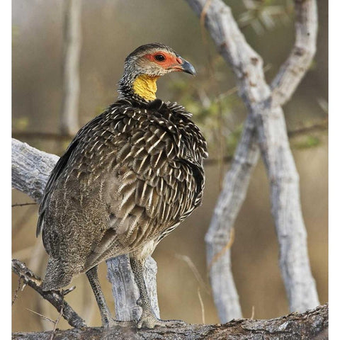 Kenya Yellow-necked spurfowl bird on tree trunk Gold Ornate Wood Framed Art Print with Double Matting by Williams, Joanne