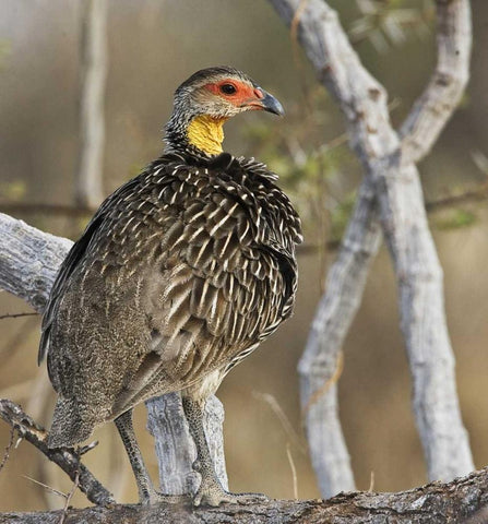 Kenya Yellow-necked spurfowl bird on tree trunk White Modern Wood Framed Art Print with Double Matting by Williams, Joanne