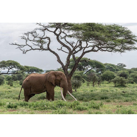 Africa-Kenya-Amboseli National Park Elephant and acacia tree White Modern Wood Framed Art Print by Jaynes Gallery