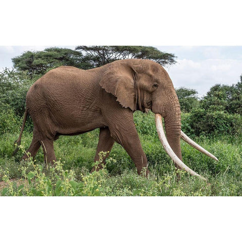 Africa-Kenya-Amboseli National Park Close-up of walking elephant Black Modern Wood Framed Art Print by Jaynes Gallery
