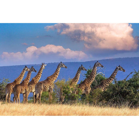 Kenya-Masai Mara Conservancy Group of adult giraffes Black Modern Wood Framed Art Print by Jaynes Gallery