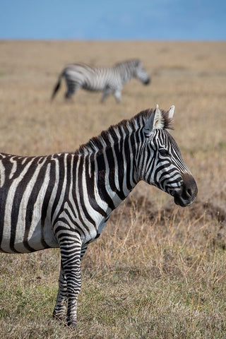 Africa-Kenya-Ol Pejeta Conservancy-Bruchells zebra-Equus burchellii-in grassland habitat White Modern Wood Framed Art Print with Double Matting by Hopkins, Cindy Miller