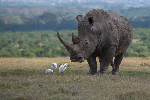 Africa-Kenya-Ol Pejeta-Southern white rhinoceros-Ceratotherium simum simum-with cattle egrets White Modern Wood Framed Art Print with Double Matting by Hopkins, Cindy Miller