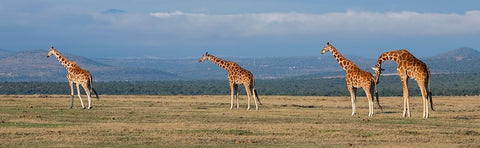 Africa-Kenya-Ol Pejeta Conservancy-Herd of Reticulated giraffe-Endangered species White Modern Wood Framed Art Print with Double Matting by Hopkins, Cindy Miller