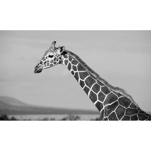 Africa-Kenya-Ol Pejeta Conservancy-Reticulated giraffe Endangered species Black Modern Wood Framed Art Print with Double Matting by Hopkins, Cindy Miller