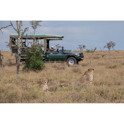 Africa-Kenya-Ol Pejeta Conservancy-Safari jeep with male cheetahs-endangered species White Modern Wood Framed Art Print by Hopkins, Cindy Miller