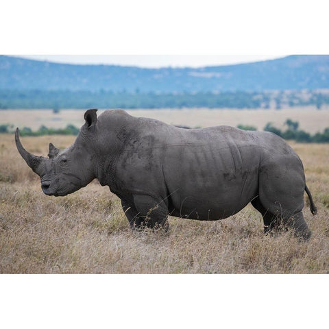 Africa-Kenya-Laikipia Plateau-Ol Pejeta Conservancy-Southern white rhinoceros-lone male Gold Ornate Wood Framed Art Print with Double Matting by Hopkins, Cindy Miller