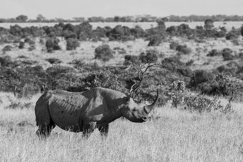 Africa-Kenya-Ol Pejeta Conservancy-Black rhinoceros-aka hook-lipped-Critically Endangered species Black Ornate Wood Framed Art Print with Double Matting by Hopkins, Cindy Miller