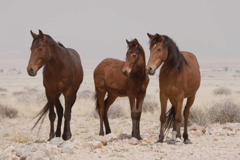 Three wild horses, Namib Desert, Namibia White Modern Wood Framed Art Print with Double Matting by Kaveney, Wendy