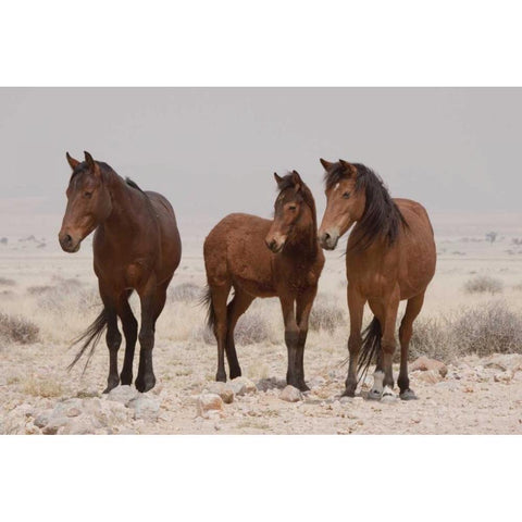 Three wild horses, Namib Desert, Namibia Black Modern Wood Framed Art Print by Kaveney, Wendy