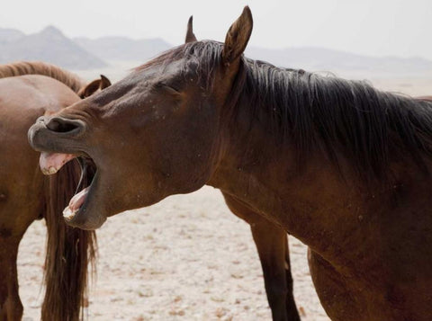 Wild horse yawning, Namib Desert, Namibia White Modern Wood Framed Art Print with Double Matting by Kaveney, Wendy