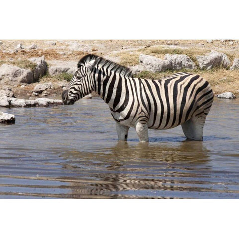 Zebra standing in waterhole, Etosha NP, Namibia Black Modern Wood Framed Art Print by Kaveney, Wendy