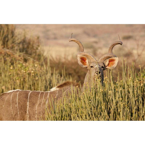 Greater kudu male, Palmwag Conservancy, Namibia Black Modern Wood Framed Art Print by Kaveney, Wendy