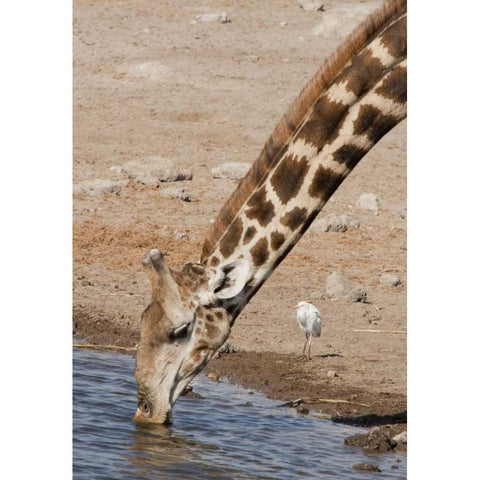 Namibia, Etosha NP Giraffe drinking Black Modern Wood Framed Art Print by Kaveney, Wendy