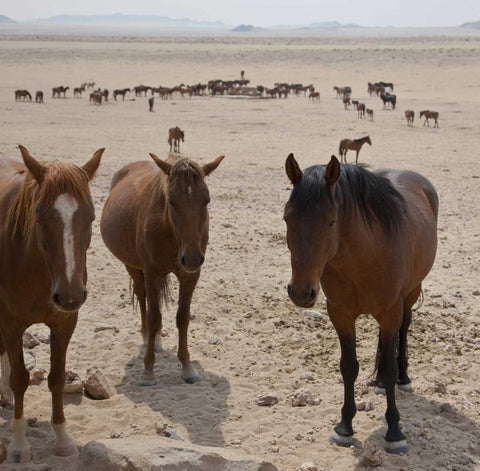 Namibia, Garub Herd of feral horses White Modern Wood Framed Art Print with Double Matting by Young, Bill