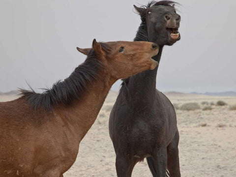 Namibia, Garub Feral horses playing White Modern Wood Framed Art Print with Double Matting by Young, Bill