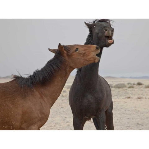 Namibia, Garub Feral horses playing Black Modern Wood Framed Art Print with Double Matting by Young, Bill