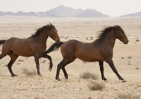 Namibia, Aus, Namib Desert Wild horses running White Modern Wood Framed Art Print with Double Matting by Kaveney, Wendy
