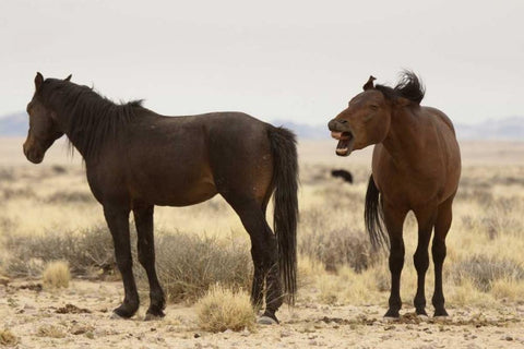 Namibia, Aus Two wild horses on the Namib Desert White Modern Wood Framed Art Print with Double Matting by Kaveney, Wendy