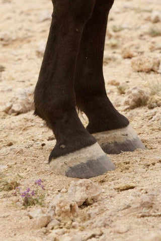 Namibia, Aus Close-up of wild horse hooves White Modern Wood Framed Art Print with Double Matting by Kaveney, Wendy