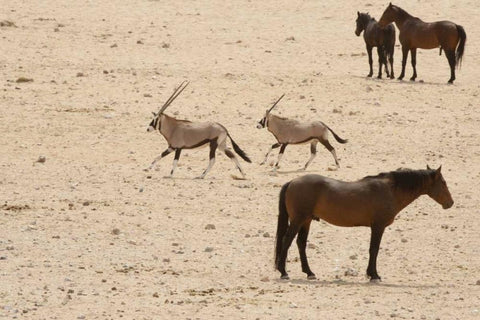 Namibia, Aus, Namib Desert Oryxes and horses White Modern Wood Framed Art Print with Double Matting by Kaveney, Wendy