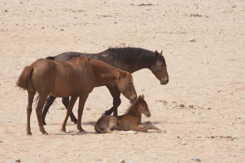 Namibia, Aus Wild horses on the Namib Desert White Modern Wood Framed Art Print with Double Matting by Kaveney, Wendy