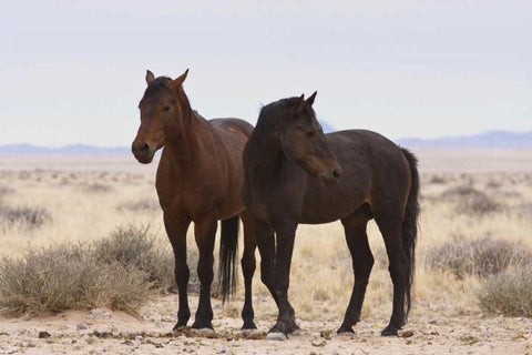 Namibia, Garub Two feral horses White Modern Wood Framed Art Print with Double Matting by Young, Bill