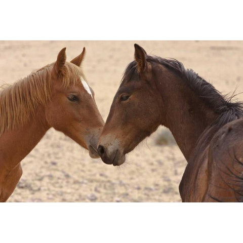 Namibia, Garub Feral horse herd touch noses Gold Ornate Wood Framed Art Print with Double Matting by Young, Bill