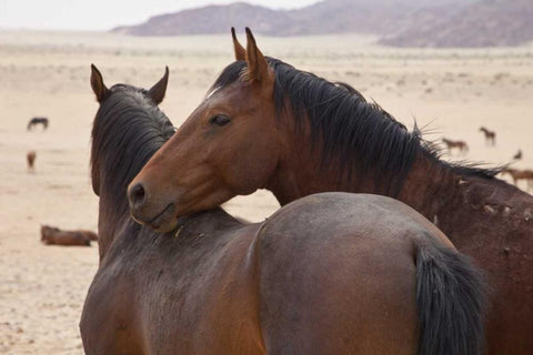 Namibia, Garub Two feral horses interact White Modern Wood Framed Art Print with Double Matting by Young, Bill