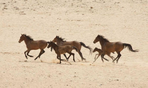 Namibia, Aus Group of running wild horses White Modern Wood Framed Art Print with Double Matting by Kaveney, Wendy